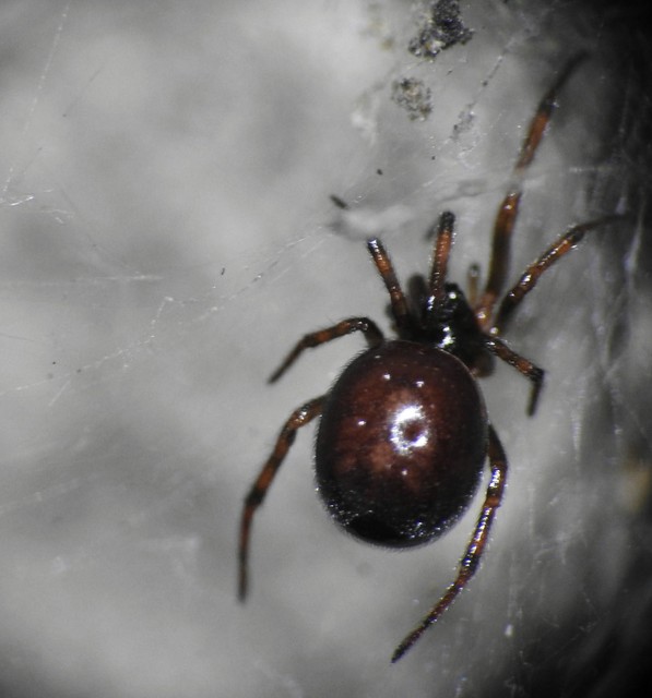 Steatoda bipunctata - kétpettyes faggyúpók