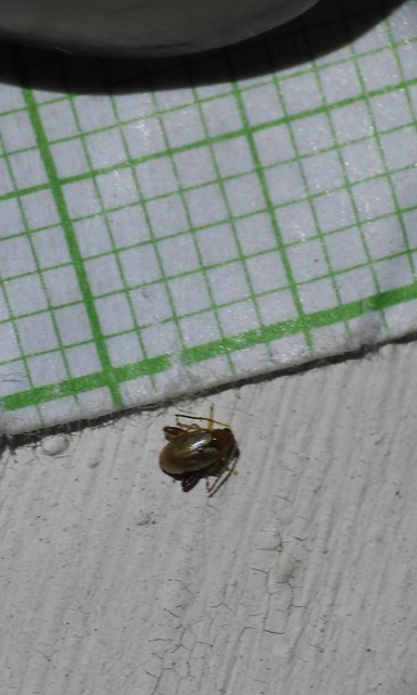 Chrysomelidae - levélbogárfélék