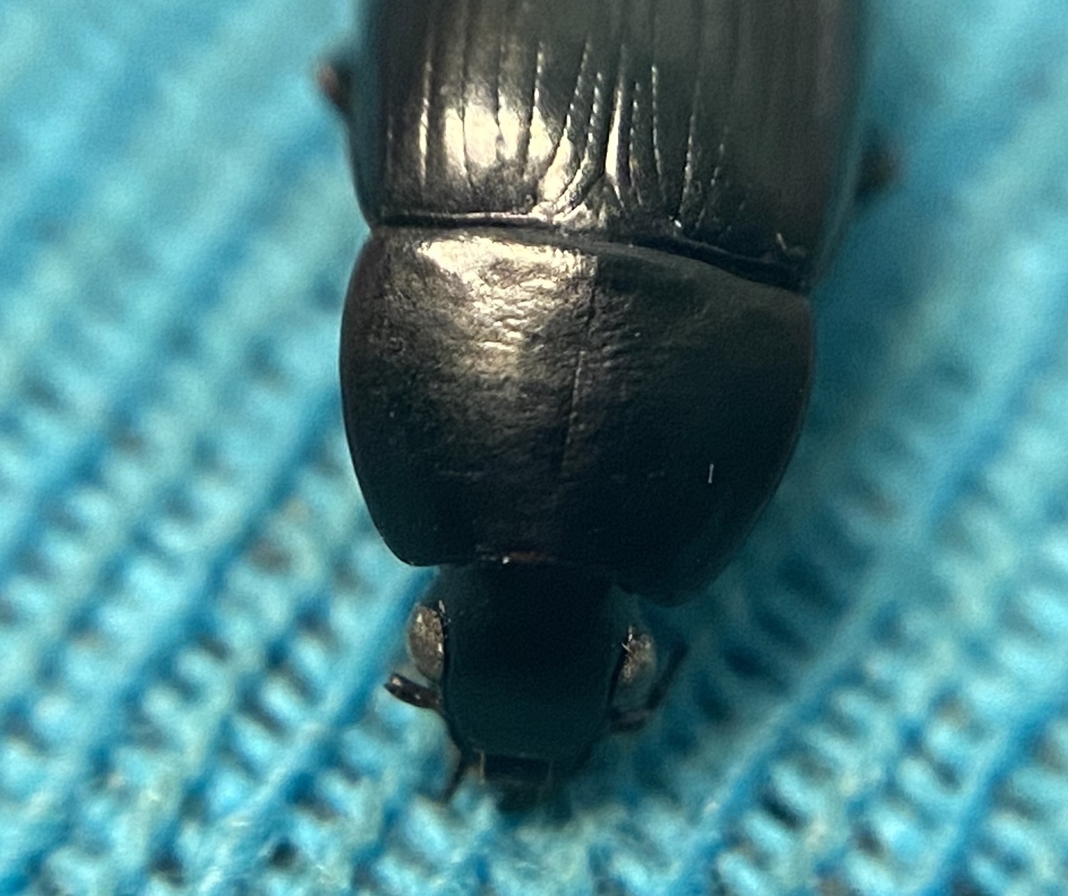Oodes gracilis - karcsú merülőfutó