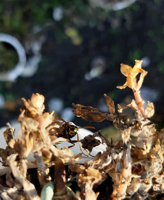 Hymenoptera - Hártyásszárnyúak