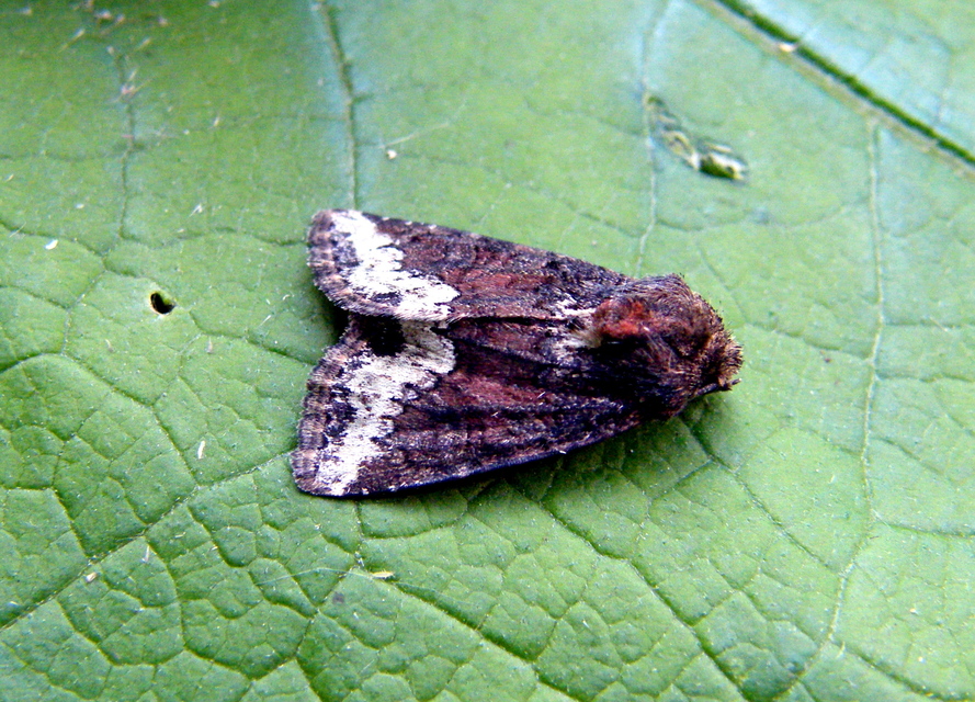 Oligia strigilis - kormos dudvabagoly