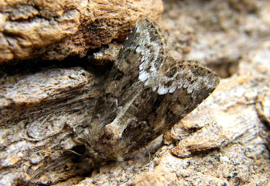 Oligia strigilis - kormos dudvabagoly