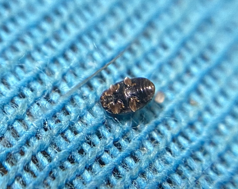 Scymnus flagellisiphonatus - ostoros bödice