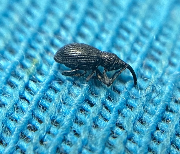 Ceratapion penetrans - lapátlábú cickányormányos Ceratapion penetrans - lapátlábú cickányormányos