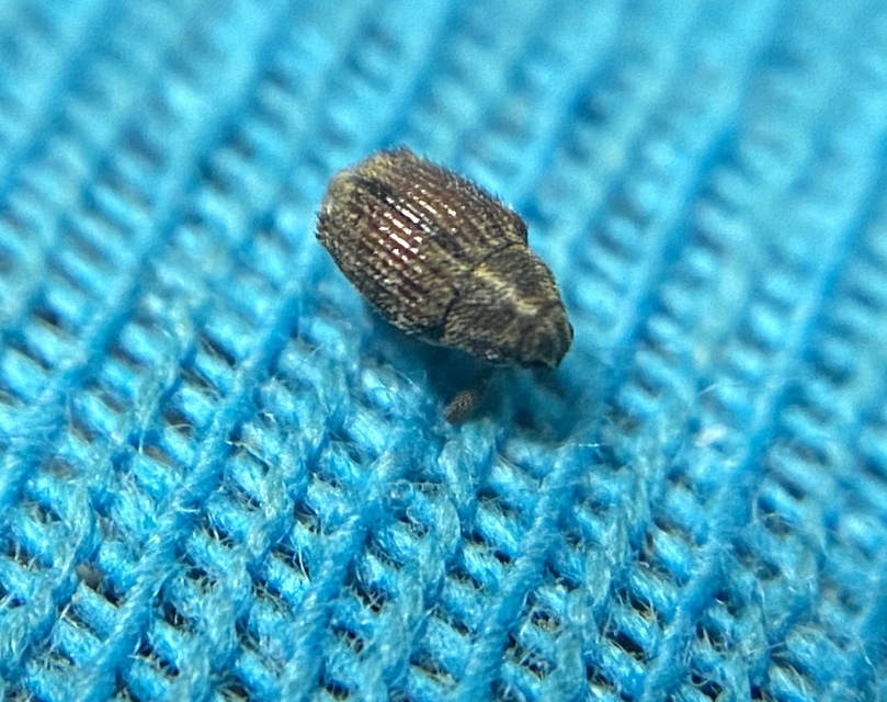 Trichosirocalus troglodytes - kis útifűormányos