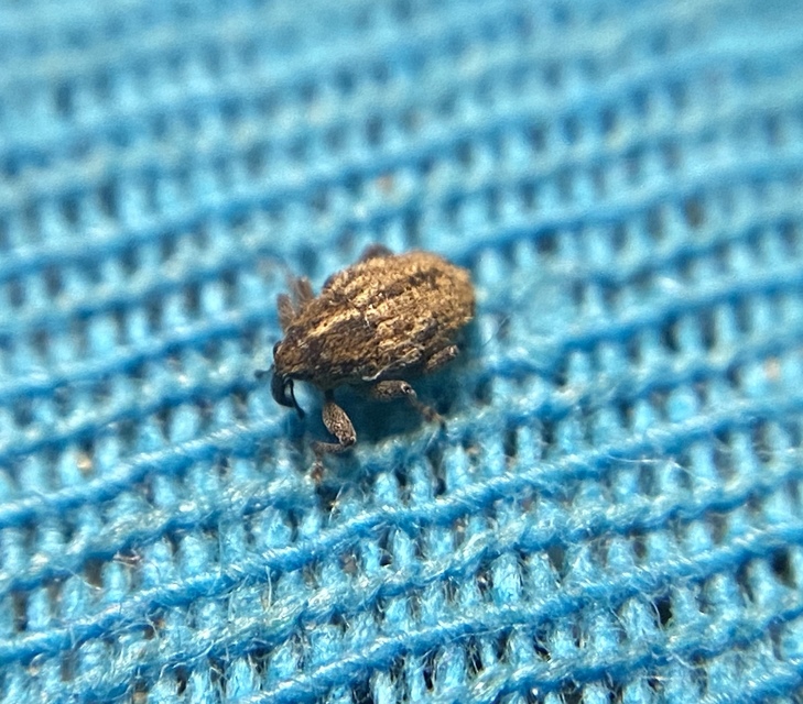 Trichosirocalus troglodytes - kis útifűormányos