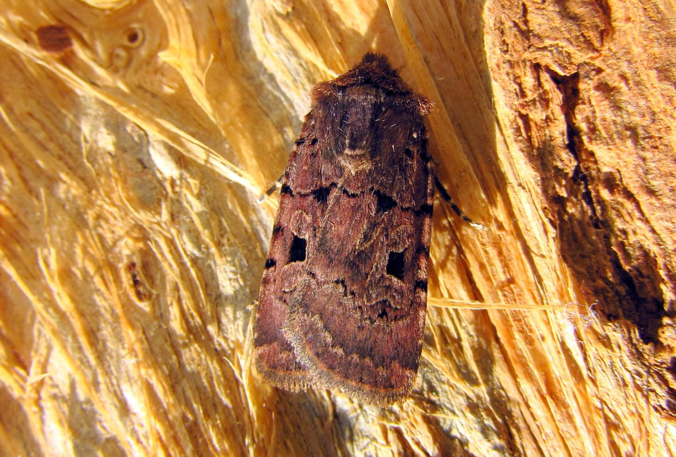 Chersotis rectangula - barna földibagoly