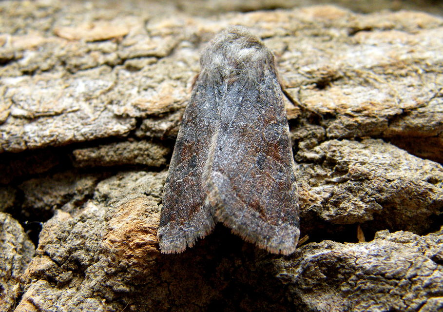 Orthosia incerta - változékony barkabagoly