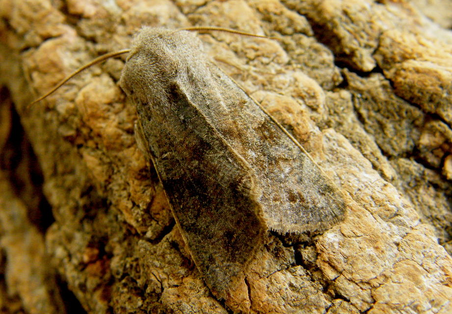 Orthosia incerta - változékony barkabagoly