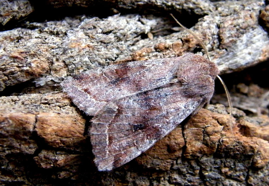 Orthosia incerta - változékony barkabagoly