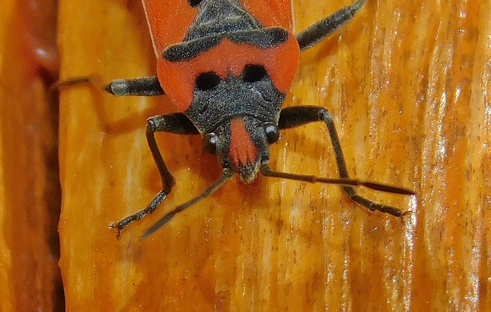 Lygaeus equestris - közönséges lovagbodobács