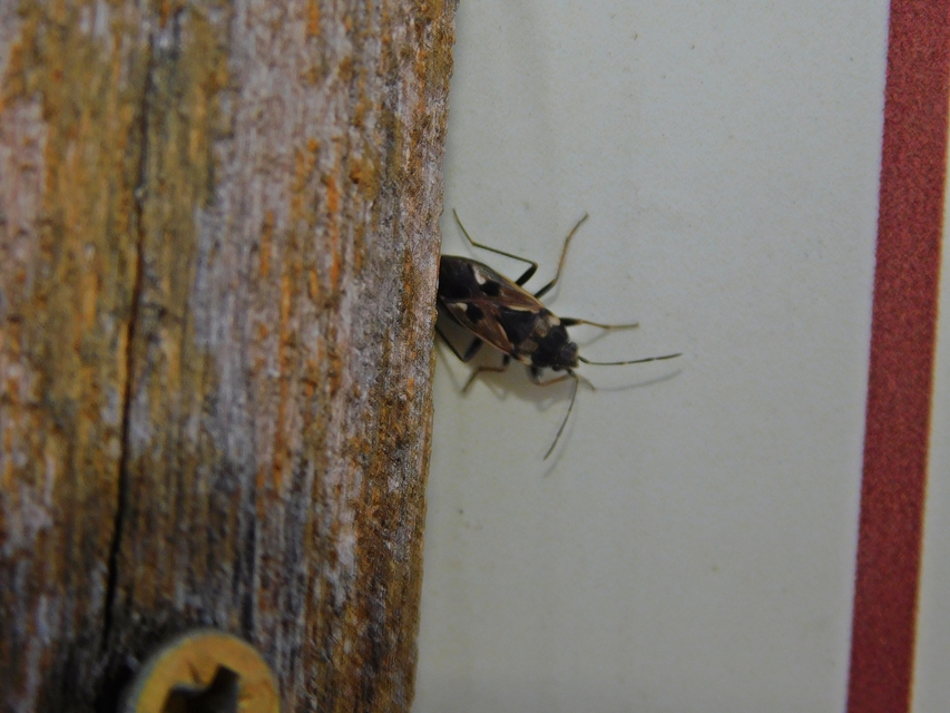 Rhyparochromus vulgaris - közönséges díszesbodobács