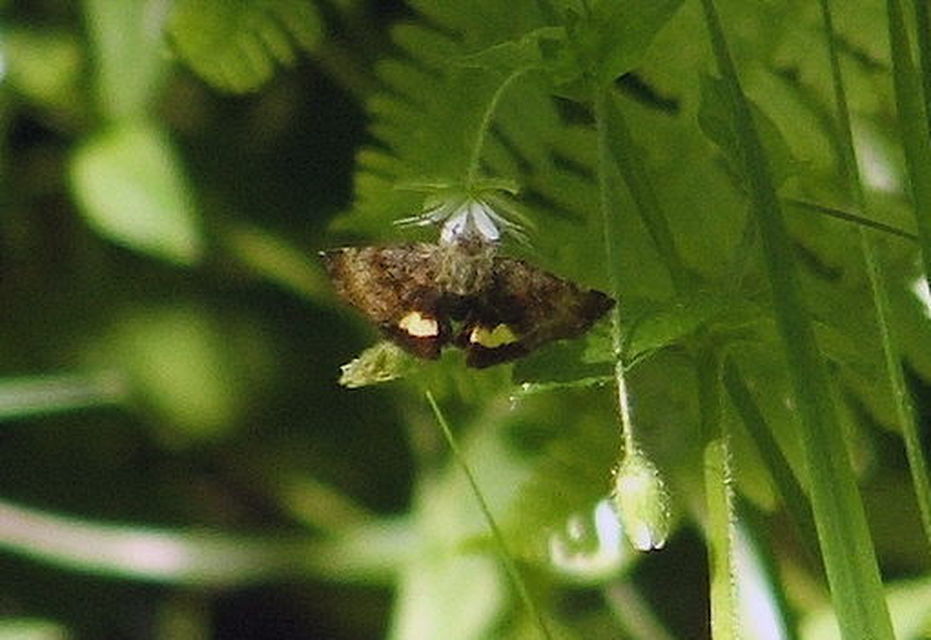 Panemeria tenebrata - apró sárgabagoly
