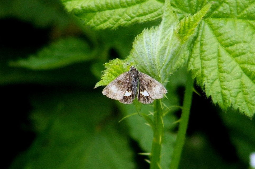 Panemeria tenebrata - apró sárgabagoly