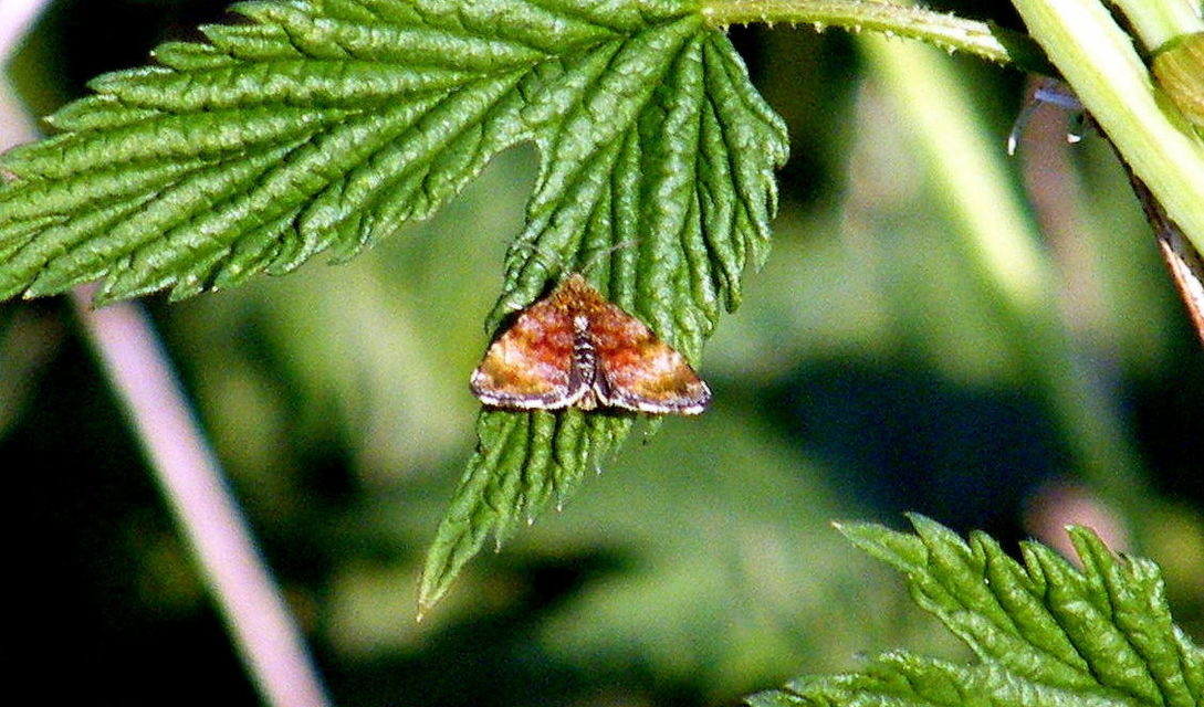 Panemeria tenebrata - apró sárgabagoly