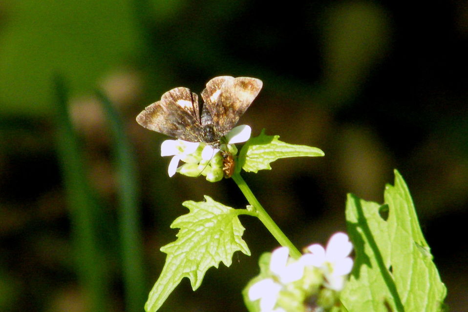 Panemeria tenebrata - apró sárgabagoly
