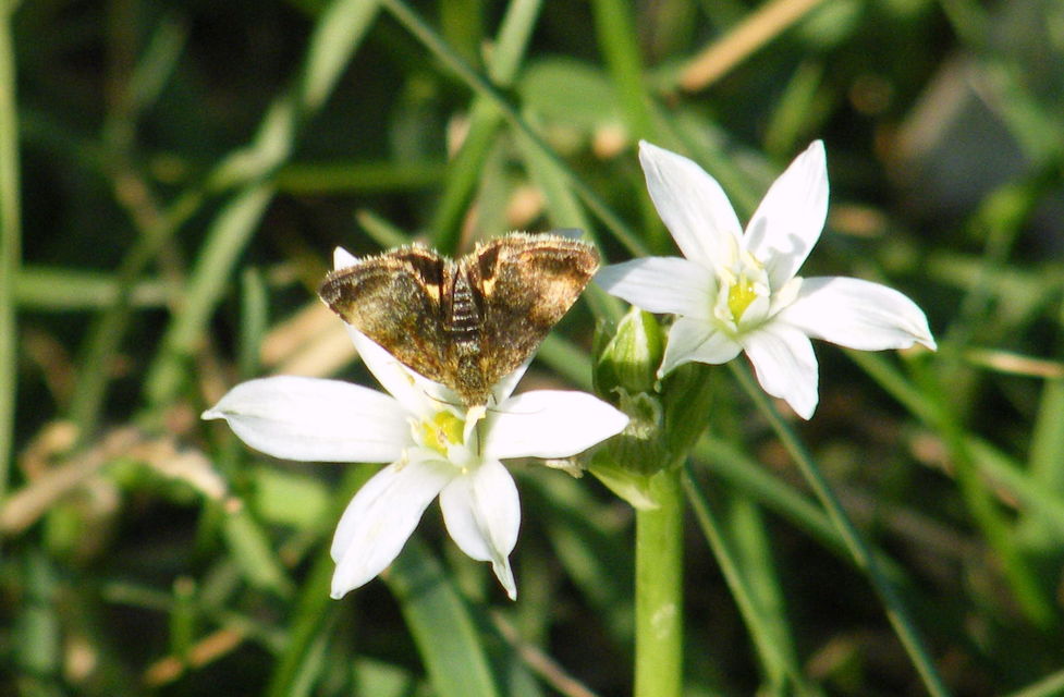 Panemeria tenebrata - apró sárgabagoly