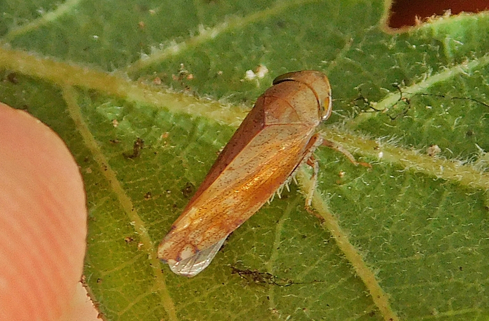 Fieberiella florii