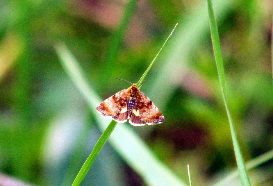 Panemeria tenebrata - apró sárgabagoly