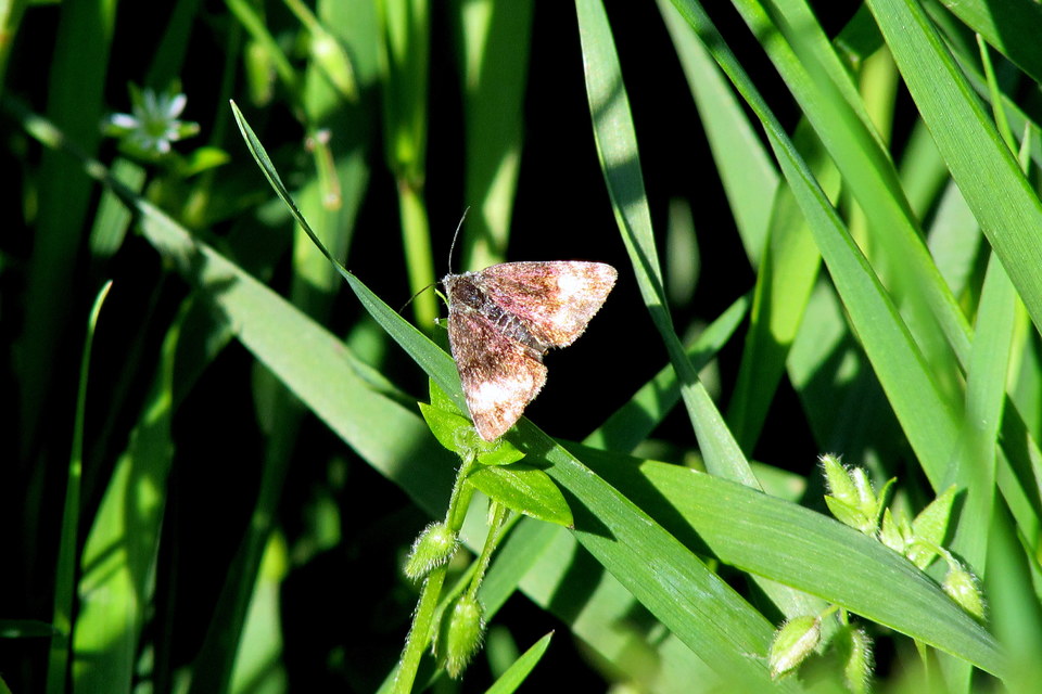 Panemeria tenebrata - apró sárgabagoly