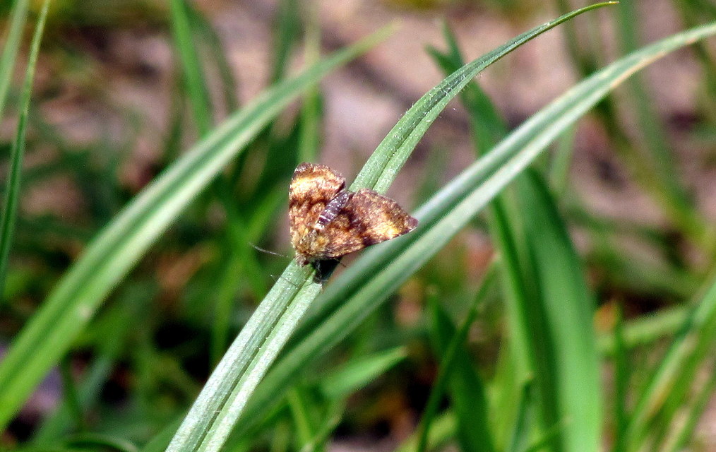 Panemeria tenebrata - apró sárgabagoly