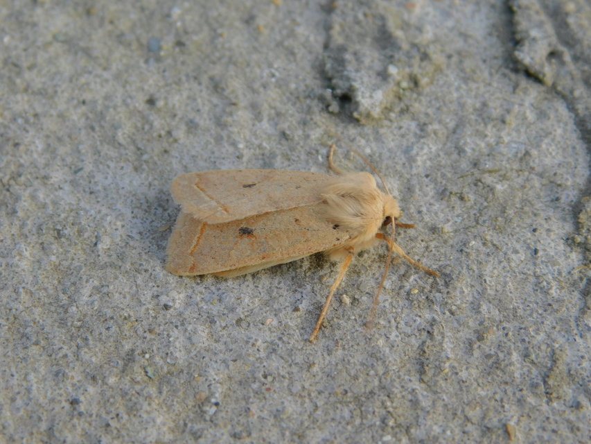 Leptologia macilenta - gyertyán-őszibagoly