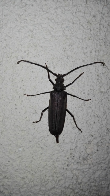 Aegosoma scabricorne - diófacincér