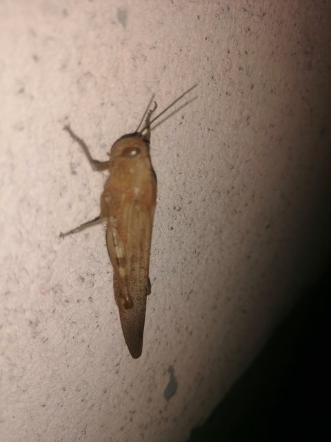 Anacridium aegyptium - egyiptomi sáska