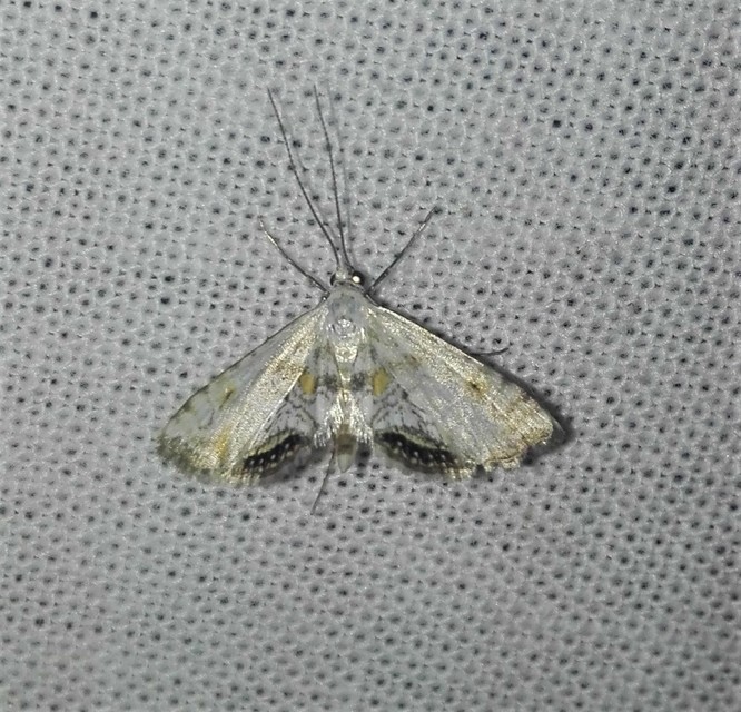 Cataclysta lemnata - békalencsemoly