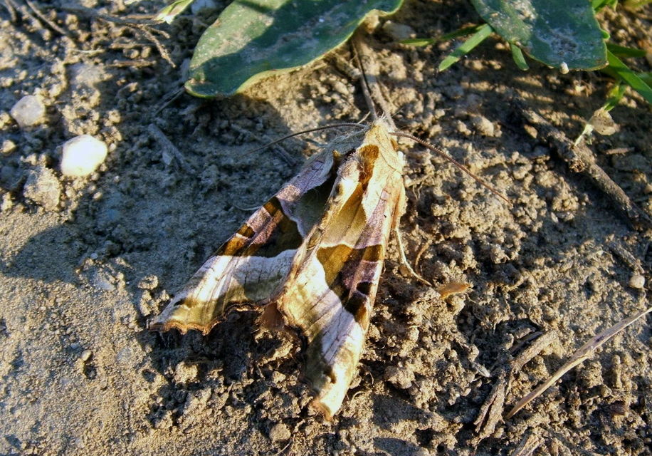 Phlogophora meticulosa - vándorló csipkésbagoly