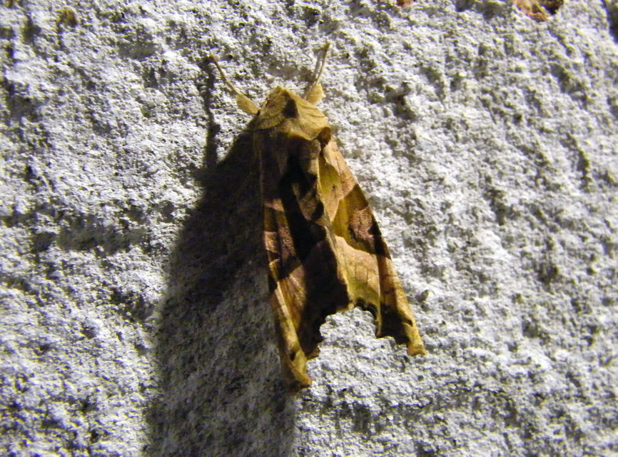 Phlogophora meticulosa - vándorló csipkésbagoly