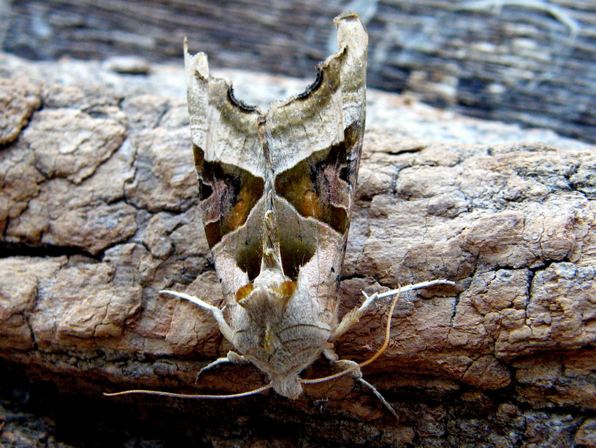 Phlogophora meticulosa - vándorló csipkésbagoly