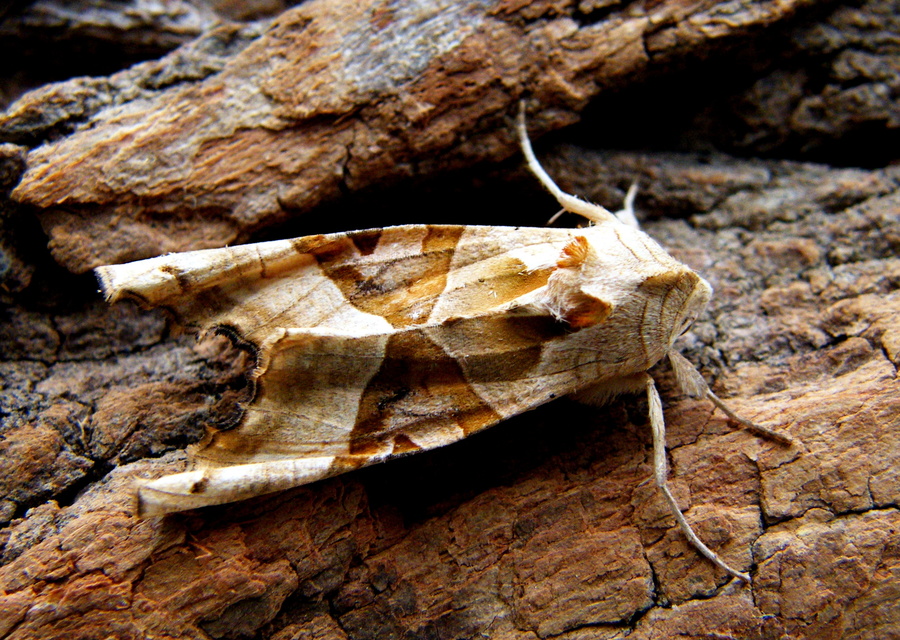 Phlogophora meticulosa - vándorló csipkésbagoly