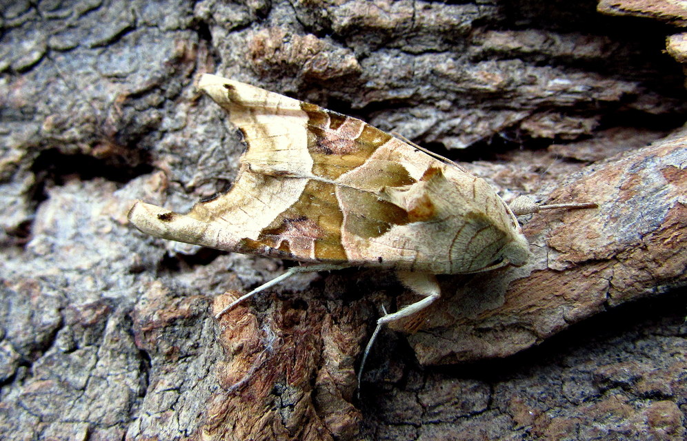 Phlogophora meticulosa - vándorló csipkésbagoly