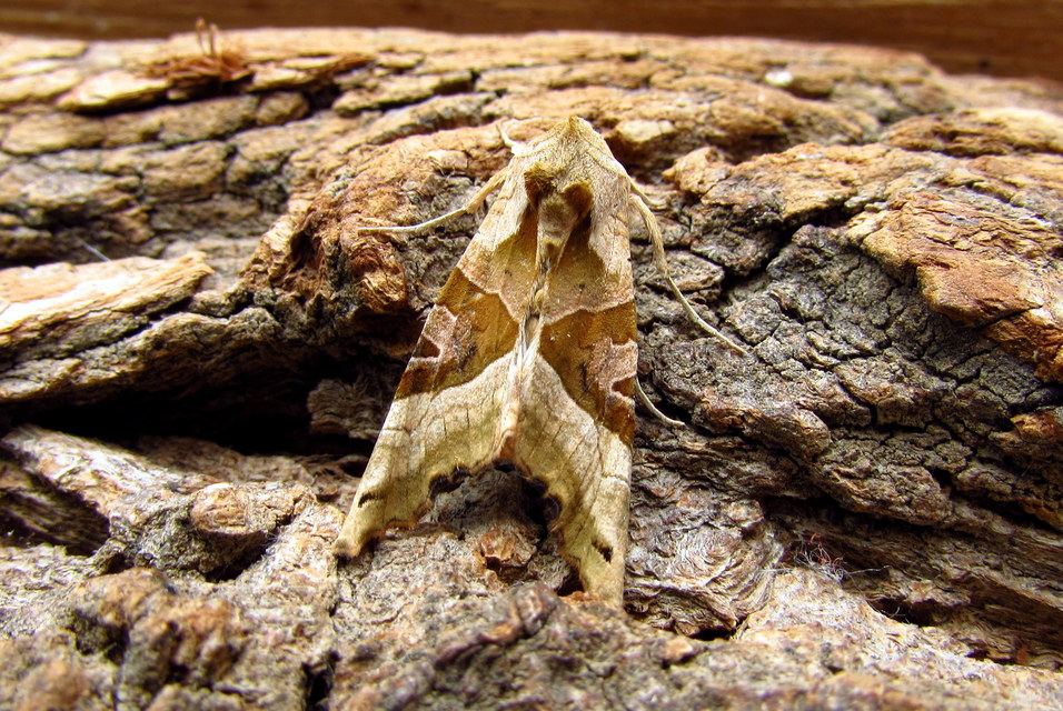 Phlogophora meticulosa - vándorló csipkésbagoly