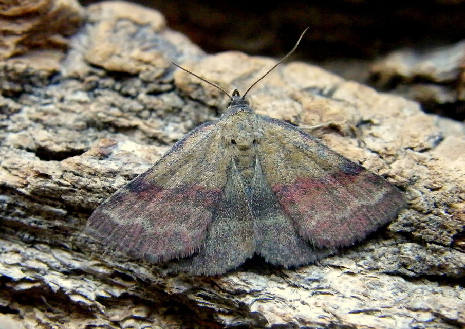 Phytometra viridaria - pirossávos bagoly