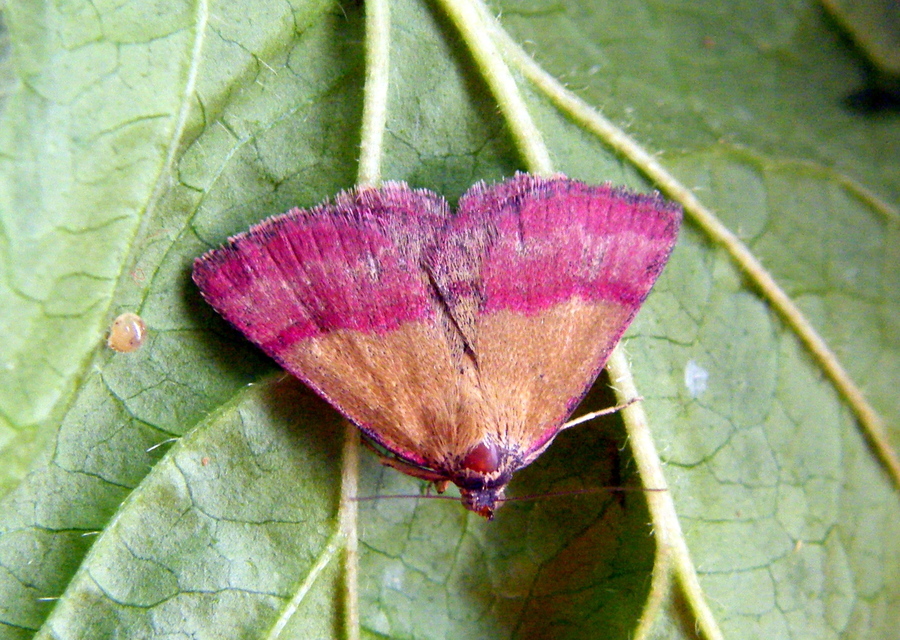 Phytometra viridaria - pirossávos bagoly