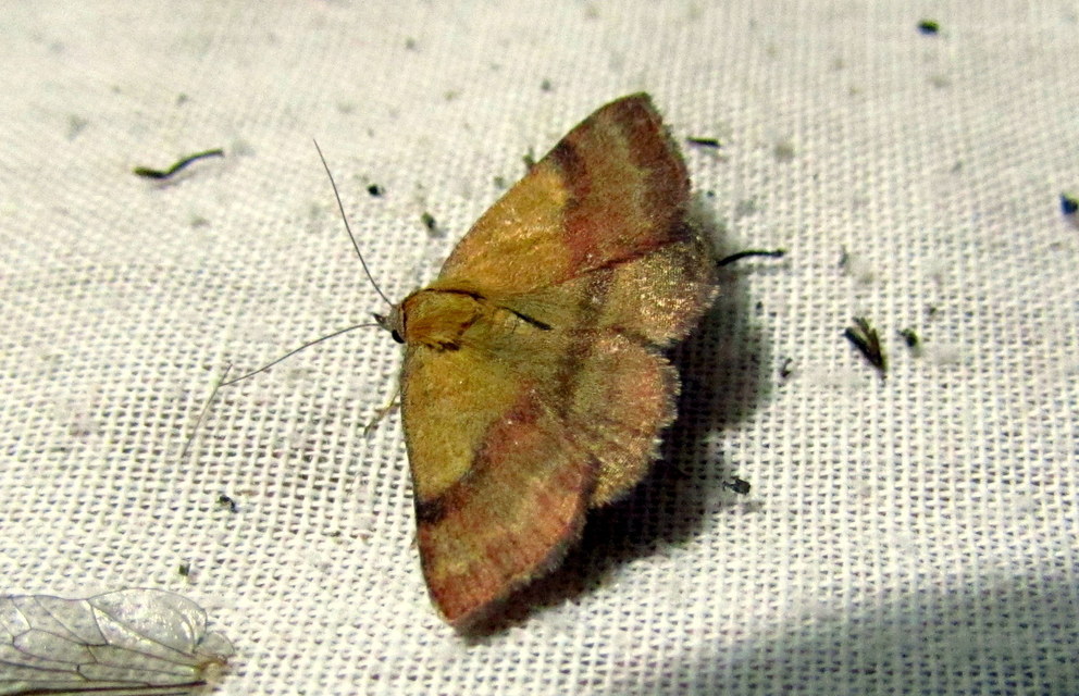 Phytometra viridaria - pirossávos bagoly