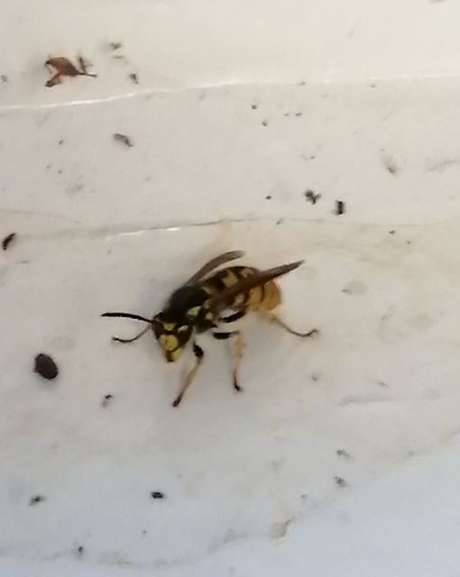 Vespula germanica - német darázs