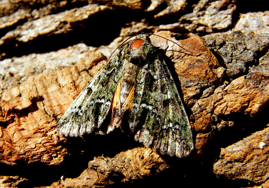 Polyphaenis sericata - selyemfényű erdeibagoly