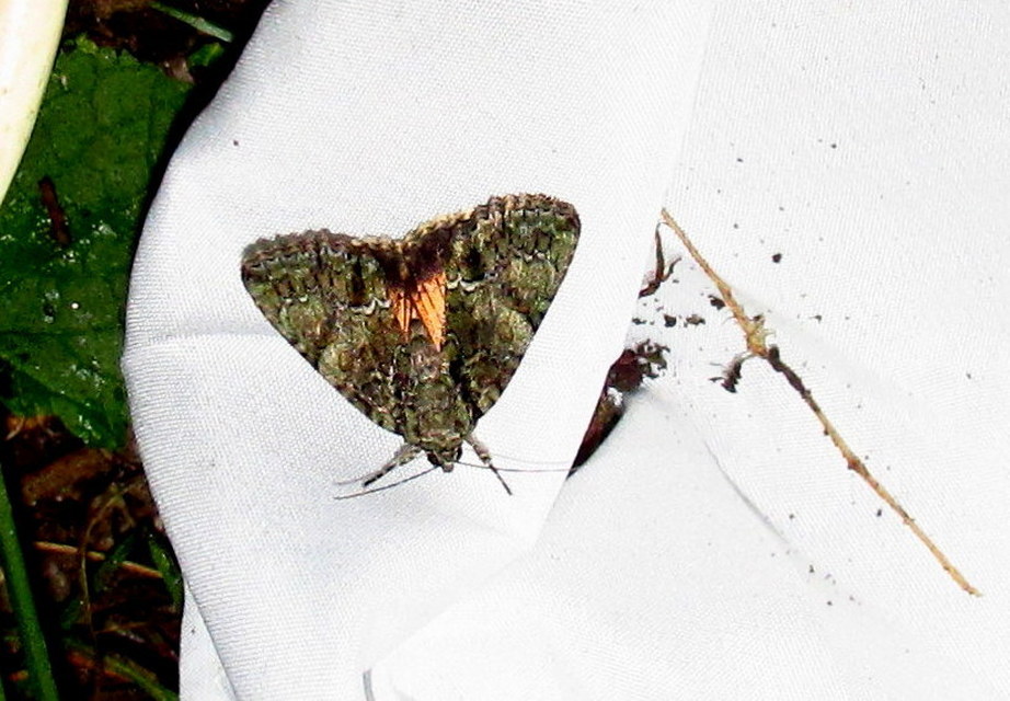 Polyphaenis sericata - selyemfényű erdeibagoly