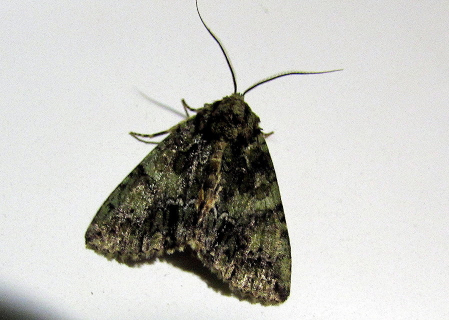 Polyphaenis sericata - selyemfényű erdeibagoly