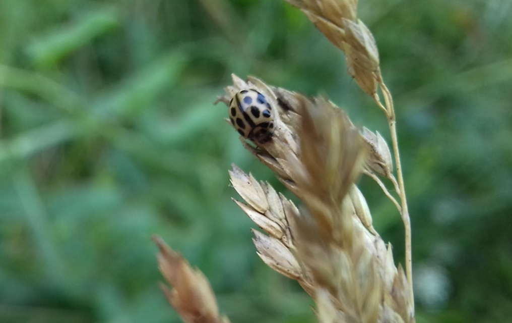 Tytthaspis sedecimpunctata - tizenhatpettyes katica
