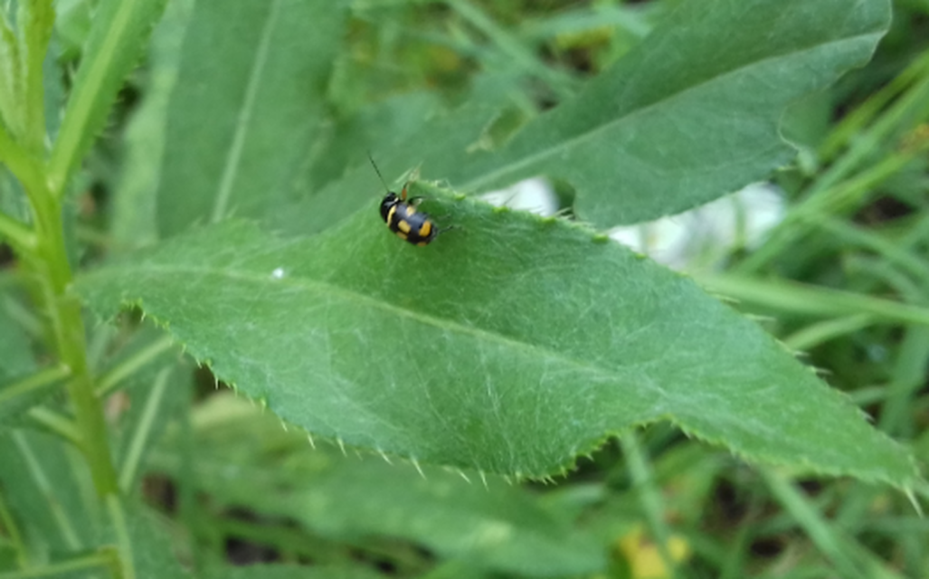 Cryptocephalus anticus - réti zömökbogár