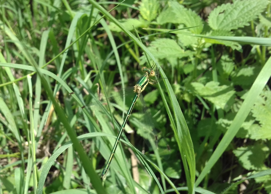 Lestes virens vestalis - kis rablószitakötő