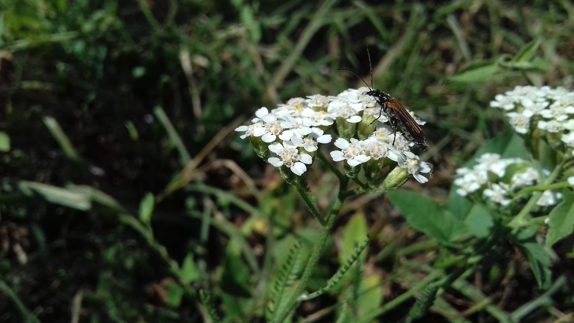 Oedemera femorata - sárgahátú álcincér