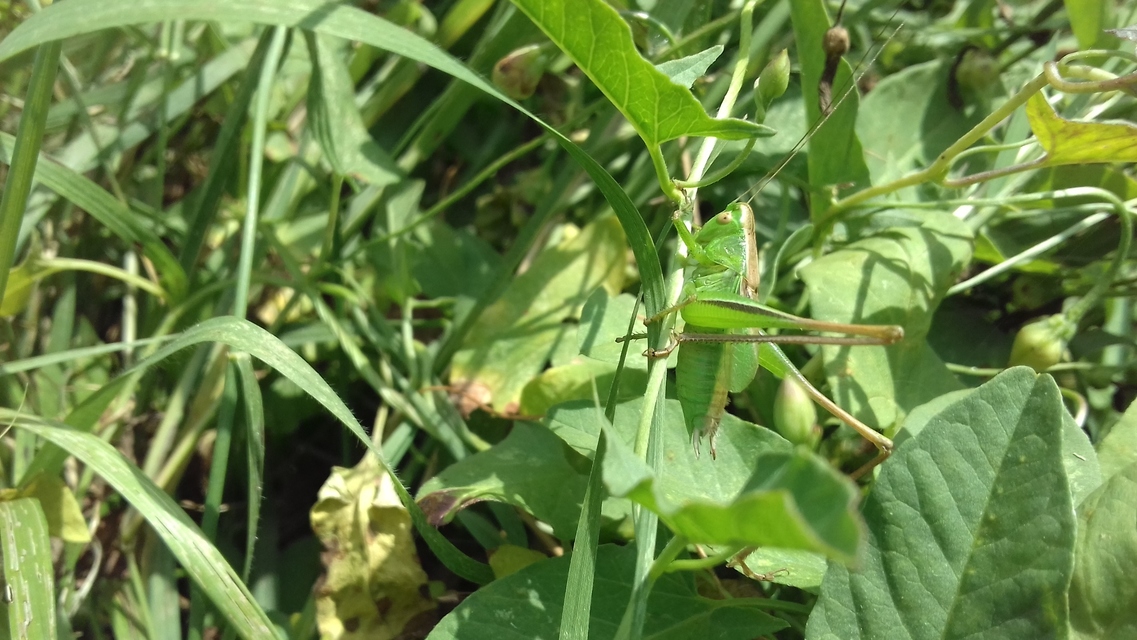 Bicolorana bicolor - halványzöld rétiszöcske
