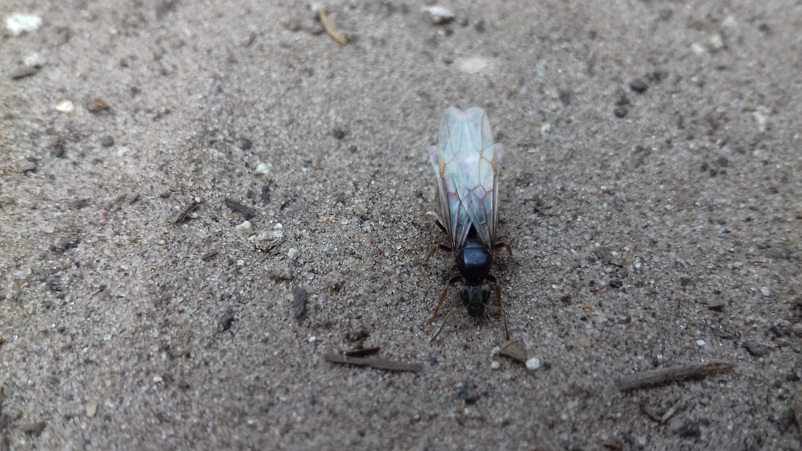Lasius