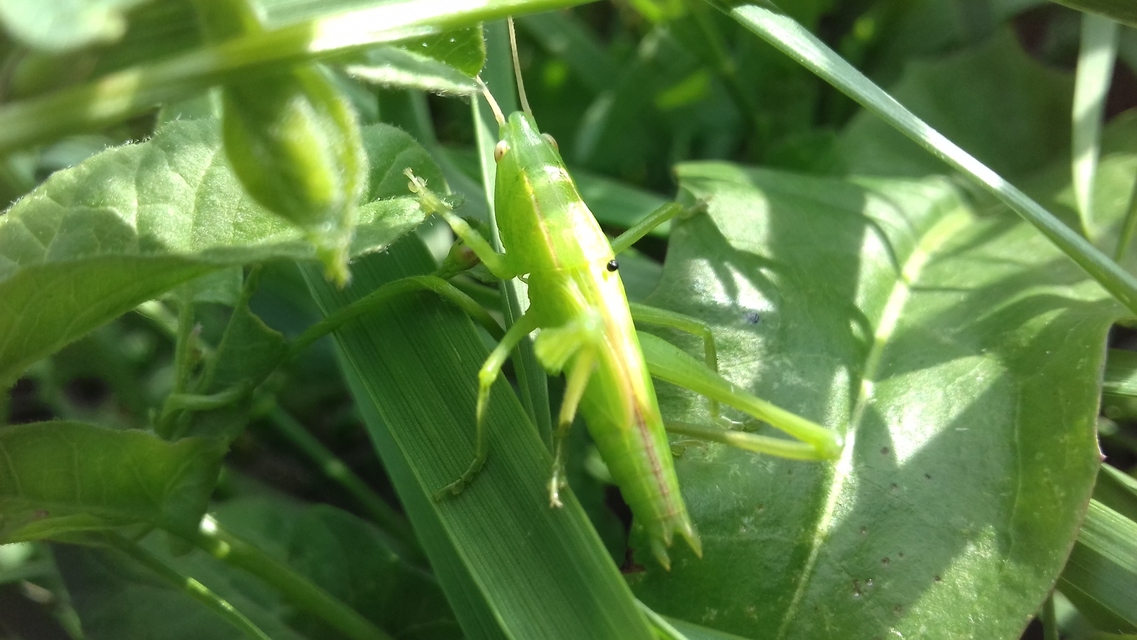 Ruspolia nitidula - nagy kúpfejűszöcske