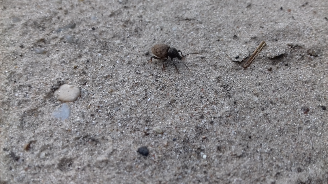 Otiorhynchus raucus - molyhos gyalogormányos